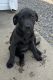 Labrador Retriever Puppies for sale in Murray, KY 42071, USA. price: NA