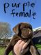 Labrador Retriever Puppies for sale in Goshen, IN, USA. price: NA