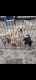 Labrador Retriever Puppies for sale in Mt Vernon, MO 65712, USA. price: $500