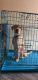 Labrador Retriever Puppies for sale in PES College Rd, Mysore Bank Colony, Phase 1, Banashankari Stage I, Banashankari, Bengaluru, Karnataka 560050, India. price: 8000 INR
