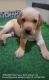 Labrador Retriever Puppies for sale in Dewas Naka, Lasudia Mori, Indore, Madhya Pradesh 453771, India. price: 12000 INR