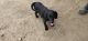 Labrador Retriever Puppies for sale in T.V. Center, Aurangabad, Maharashtra 431003, India. price: 12000 INR