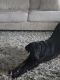 Labrador Retriever Puppies for sale in West Seneca, NY 14218, USA. price: NA