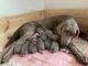 Labrador Retriever Puppies for sale in Fredonia, WI, USA. price: $1,200