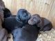 Labrador Retriever Puppies for sale in Springfield, MO, USA. price: $500