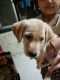 Labrador Retriever Puppies for sale in Khopat, Thane West, Thane, Maharashtra 400601, India. price: 12000 INR