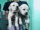 Labrador Retriever Puppies for sale in Sapthagiri Layout Rd, Maruthi Nagar, Yelahanka, Bengaluru, Karnataka 560064, India. price: 8000 INR
