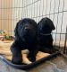 Labrador Retriever Puppies for sale in Marion Oaks, FL 34473, USA. price: NA