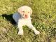 Labrador Retriever Puppies for sale in Oxford Charter Township, MI, USA. price: NA