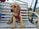 Labrador Retriever Puppies for sale in Guntur, Andhra Pradesh, India. price: 8000 INR