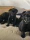 Labrador Retriever Puppies for sale in Oxnard, CA, USA. price: $800