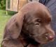 Labrador Retriever Puppies for sale in Satsuma, FL 32189, USA. price: $900