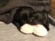 Labrador Retriever Puppies for sale in Bridport, VT, USA. price: $2,500