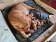 Labrador Retriever Puppies for sale in Gilford, NH 03249, USA. price: $1,500