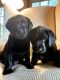 Labrador Retriever Puppies for sale in Bridport, VT, USA. price: $1,200