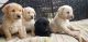 Labrador Retriever Puppies for sale in Delphi, IN 46923, USA. price: NA