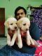 Labrador Retriever Puppies for sale in Ambattur, Chennai, Tamil Nadu, India. price: 8000 INR