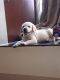 Labrador Retriever Puppies for sale in Dindoshi Bus Depot, Malad, Dindoshi, Malad East, Mumbai, Maharashtra, India. price: NA