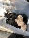 Labrador Retriever Puppies for sale in Roseburg, OR, USA. price: NA