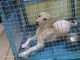 Labrador Retriever Puppies for sale in Lingarajapuram, Bengaluru, Karnataka, India. price: 6000 INR