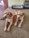 Labrador Retriever Puppies for sale in Lamar, SC 29069, USA. price: NA