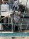Labrador Retriever Puppies for sale in Huntsville, TX, USA. price: $850