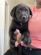 Labrador Retriever Puppies for sale in Emeryville, CA, USA. price: NA