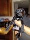 Labrador Retriever Puppies for sale in 24799 Carl St, Menifee, CA 92584, USA. price: NA