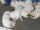 Labrador Retriever Puppies for sale in Wayanad, Kerala, India. price: 10000 INR