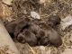 Labrador Retriever Puppies for sale in Leoma, TN 38468, USA. price: NA