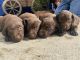 Labrador Retriever Puppies for sale in Fontana, CA 92335, USA. price: NA