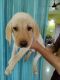 Labrador Retriever Puppies for sale in Ranchi, Jharkhand, India. price: 6000 INR