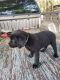 Labrador Retriever Puppies for sale in Martin, GA 30557, USA. price: $700