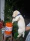 Labrador Retriever Puppies for sale in Prathipadu Lampakalova Rd, Lampakalova, Andhra Pradesh, India. price: 10000 INR
