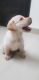 Labrador Retriever Puppies for sale in Indore, Madhya Pradesh, India. price: 10000 INR