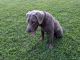 Labrador Retriever Puppies for sale in Altoona, PA, USA. price: $1,400
