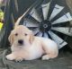 Labrador Retriever Puppies for sale in Chicago, IL, USA. price: $700