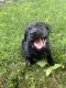 Labrador Retriever Puppies for sale in Madisonville, TN 37354, USA. price: $850