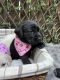 Labrador Retriever Puppies for sale in Tampa, FL, USA. price: $1,150