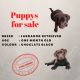 Labrador Retriever Puppies for sale in Palugal, Tamil Nadu, India. price: 8000 INR