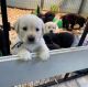 Labrador Retriever Puppies for sale in Washington, DC, USA. price: $800