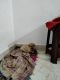 Labrador Retriever Puppies for sale in Whitefield, Bengaluru, Karnataka, India. price: 13000 INR