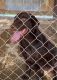 Labrador Retriever Puppies for sale in Collin County, TX, USA. price: $500