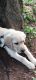 Labrador Retriever Puppies for sale in Karunagappalli, Kerala, India. price: 8000 INR