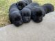 Labrador Retriever Puppies for sale in Amarillo, TX, USA. price: NA