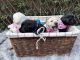 Labrador Retriever Puppies for sale in Tampa, FL, USA. price: $1,000