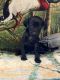 Labrador Retriever Puppies for sale in GA-133, Moultrie, GA, USA. price: $500