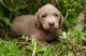 Labrador Retriever Puppies for sale in Portland, OR, USA. price: $2,200