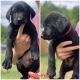Labrador Retriever Puppies for sale in Statesboro, GA, USA. price: NA