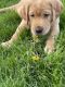 Labrador Retriever Puppies for sale in Erin, WI, USA. price: NA
